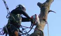 Tăiere copaci alpinist utilitar evaluare pe watap pomi tuia tuns