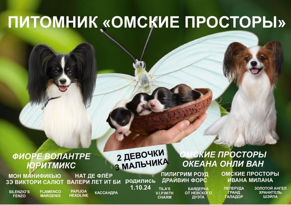 Щенки папийона для вас!