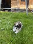 Pui shih tzu de vanzare