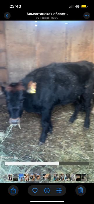 Кунажын сатылады 1.5 жасар