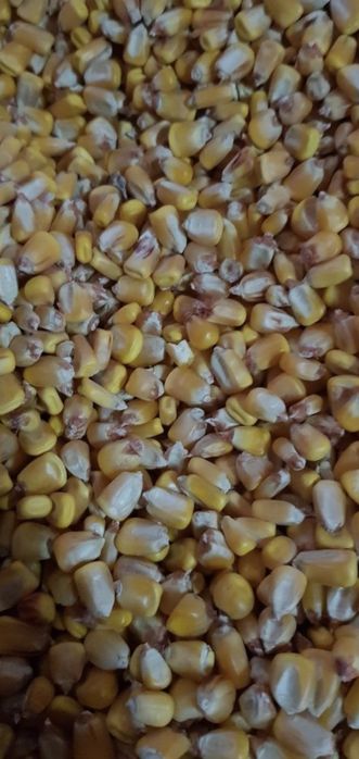 Porumb productie 2025