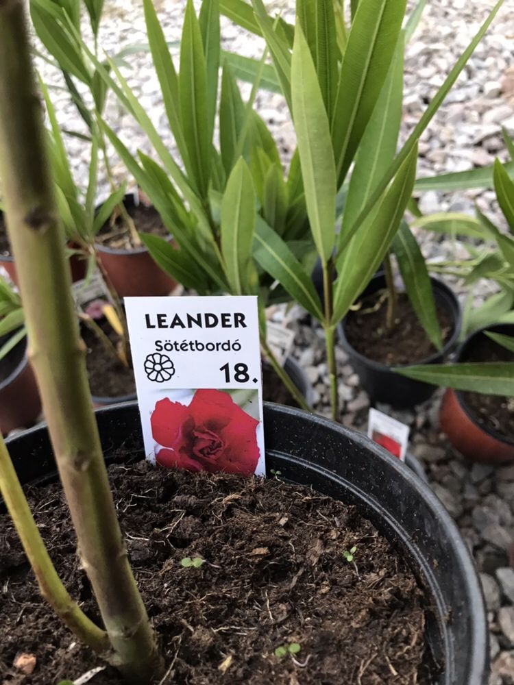 Leandru/Leandrii diverse soiuri rare Flori Plante galben mov alb rosu