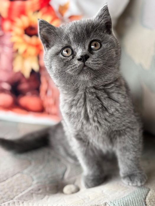 British Shorthair rasa pura