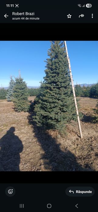 Vând mesteacăn alb catalpa