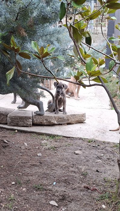 Кане корсо кученца