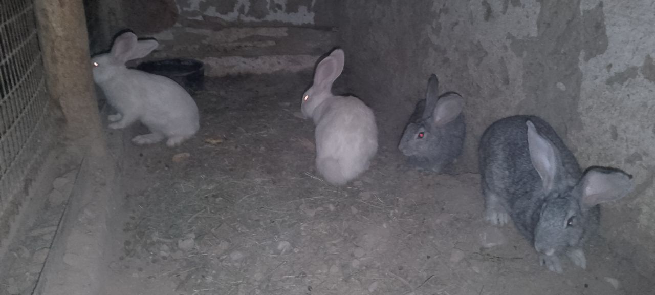 Quyonlar sotiladi.