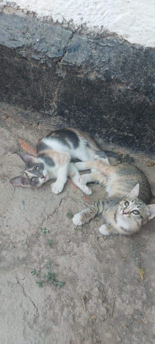 Отдам котят в добрые руки