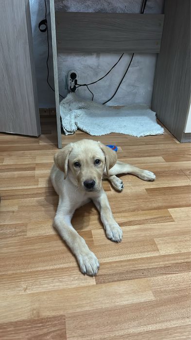 Labrador retriver
