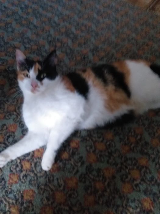 Donez pisoi 3- 6 luni