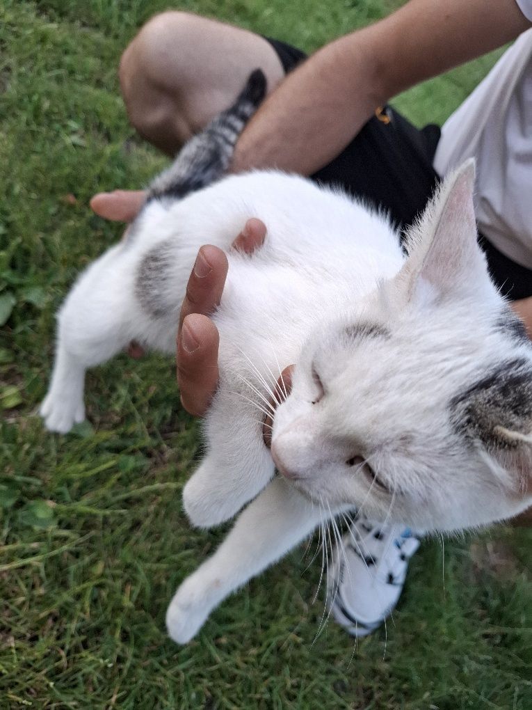 Donez mama- pisica cu pisoi.