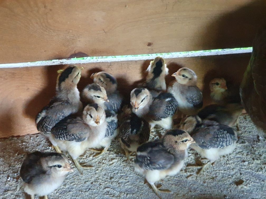 Vand ouă Araucana auriu