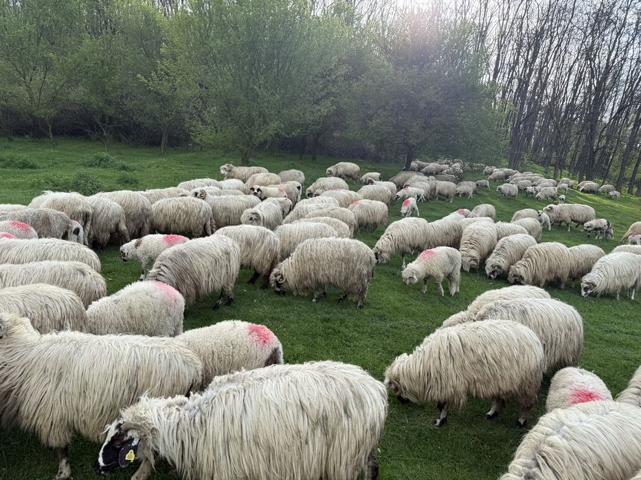 Vand turma oi turcane