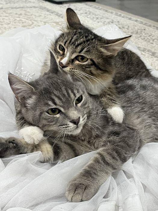 Умные котята в возрасте 7 месяцев отдадим в хорошие руки