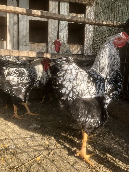 Familii de rasa mare wiandotte combatant, brahma cochinchina