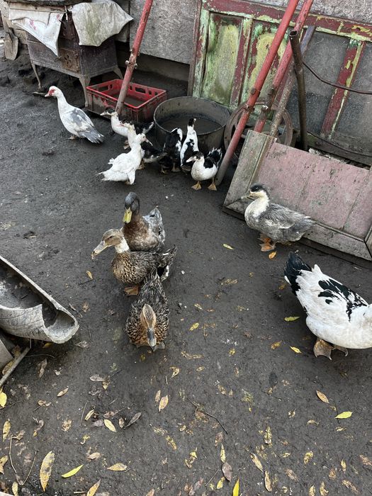 Vand urgent rate mute si macanitoare