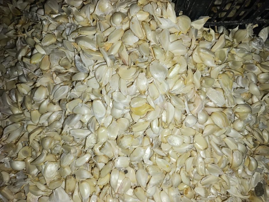 Vând usturoi desfăcut