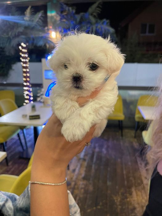 Bichon Maltez Mini Toy