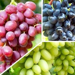 Vita de Vie Nobila (Struguri de Masa)