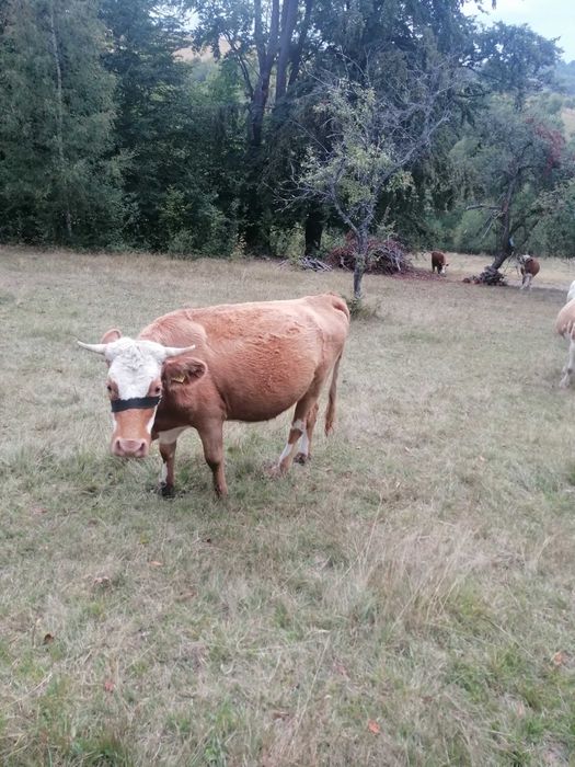 Vaca de vânzare, balțata românească