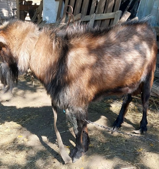 Vand Țap Alpin mare