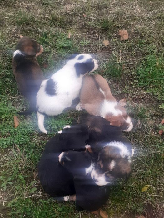 Donez cățeluși pechinez