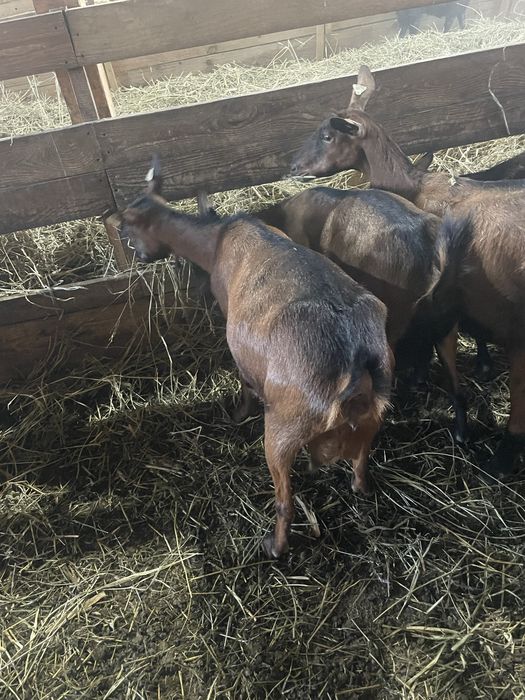 Vand capre alpina franceza