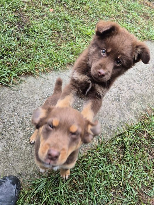 Donez căței talie mică