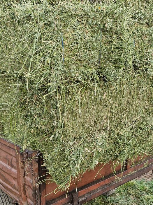 Lucernă de vânzare