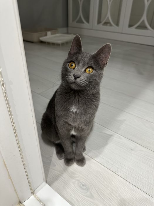 Котик  бесплатно