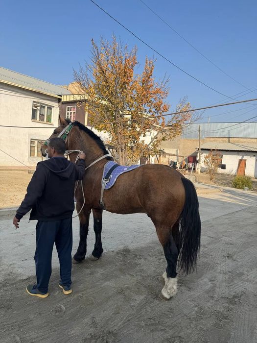 Vlademirski ot juda yuvosh