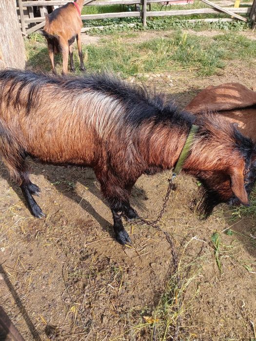 Vând țap alpin francez