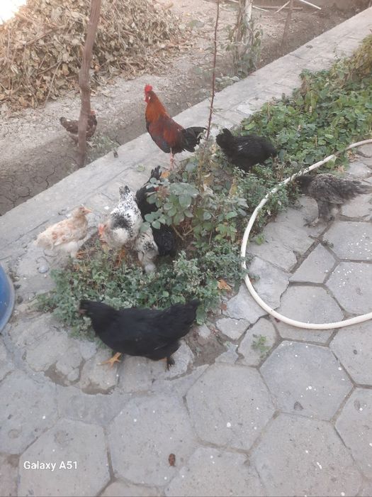 Xonaki tovuqlar sotiladi donasi 120 ming .Продаётся домашние курицы