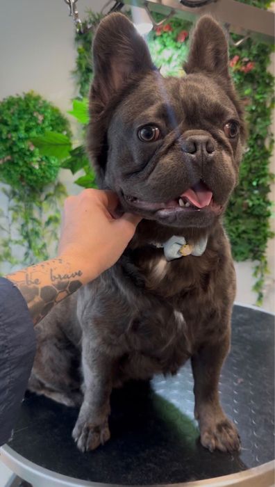 Bulldog francez fluffy  mascul