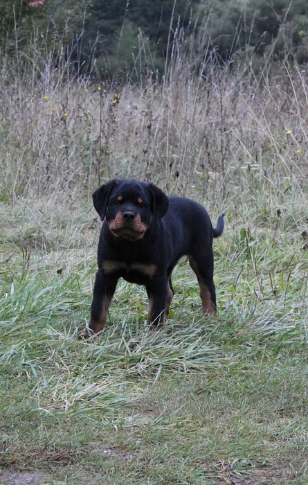 Mascul Rottweiler