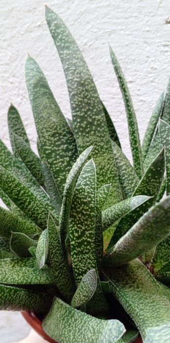 Гастерия (Gasteria). Экзотический суккулент. Цветы для дома