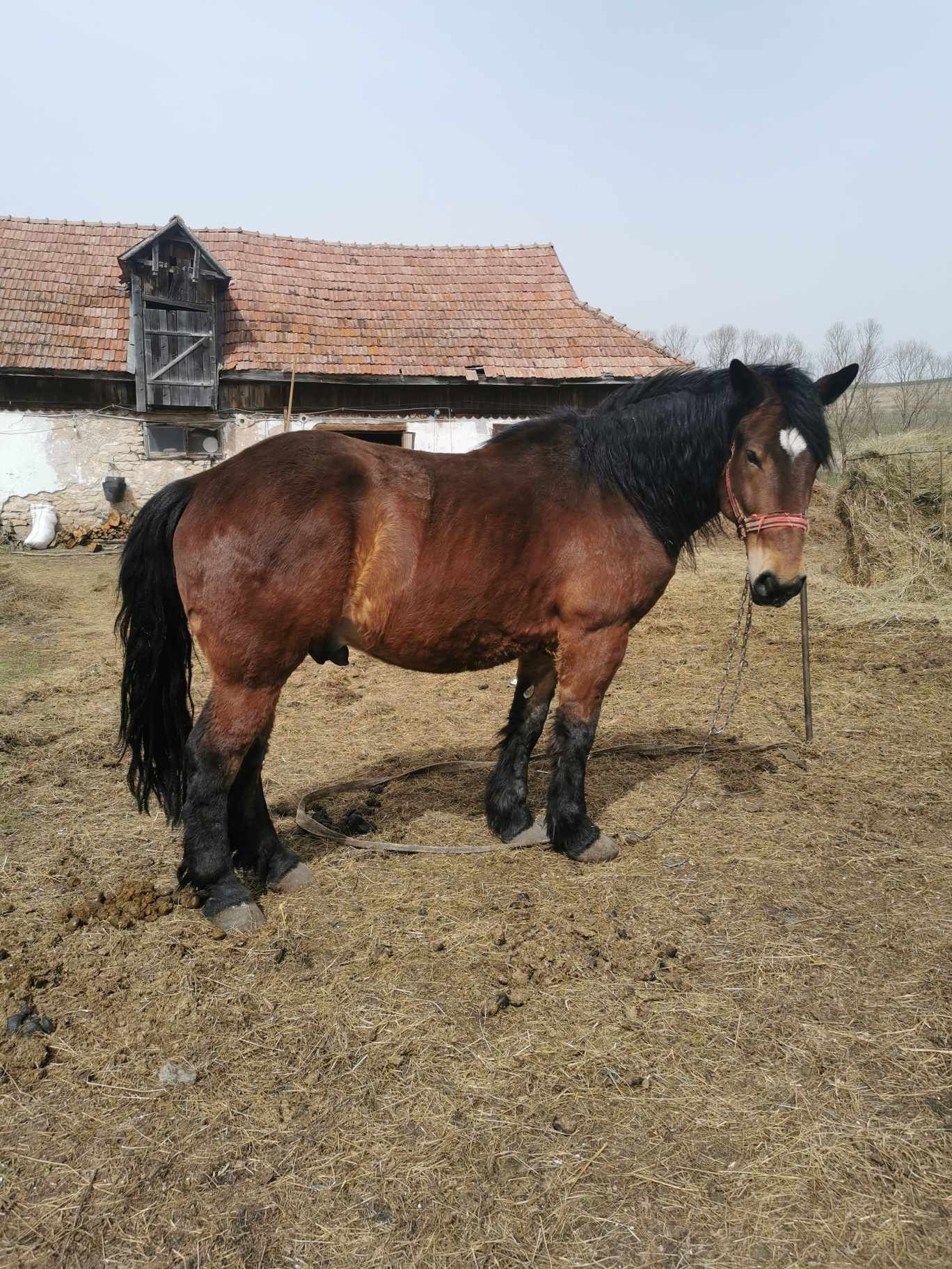 Vând cal și mânz urgent