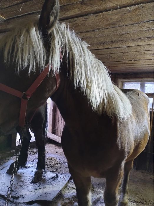 Vand manza de 1 an si 3 luni!