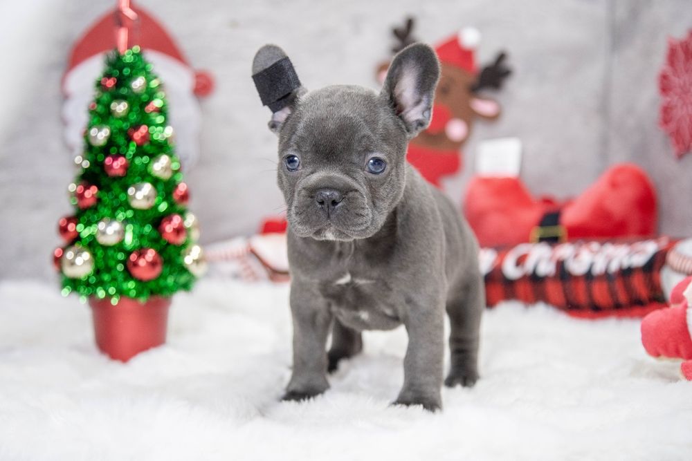 bulldog francez fetita