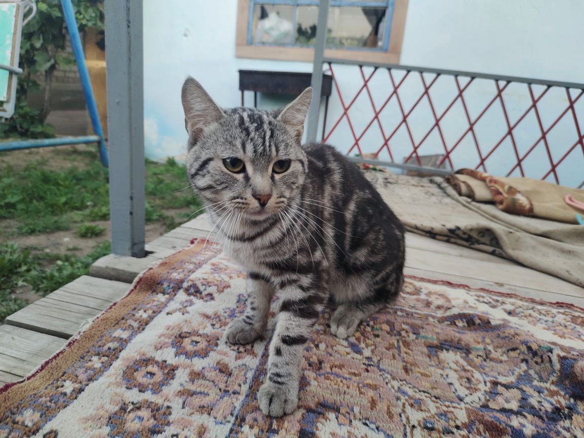 Шотландский кот ищет дом