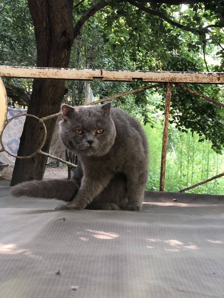 Mushuk, erkak, British shorthair