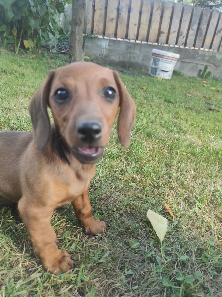 Vand catel Teckel Dachshund