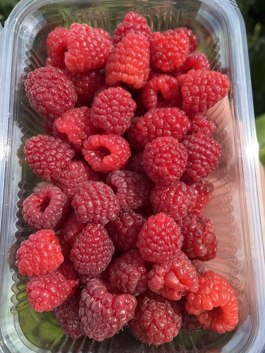 Разсад целогодишни малини