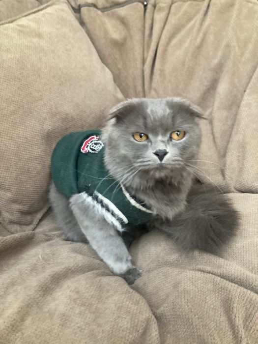 Потерялся кот!помогите найти