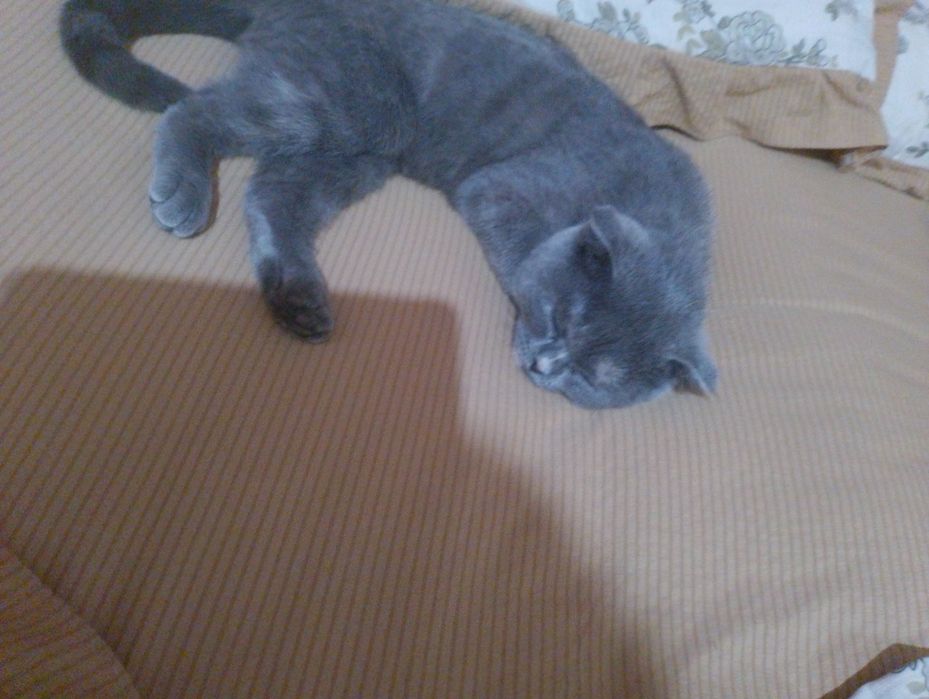 Mushukcha aqlli sotiladi