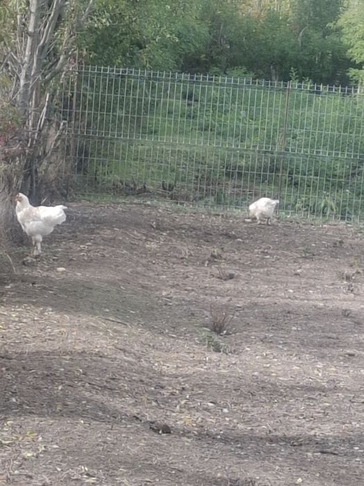 Găini și cocosii de vânzare