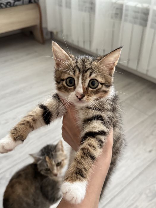 Отдам котят в добрые ручки ….