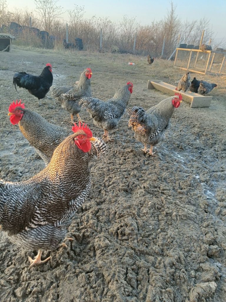 Cocosi plymouth rock barat si australorp