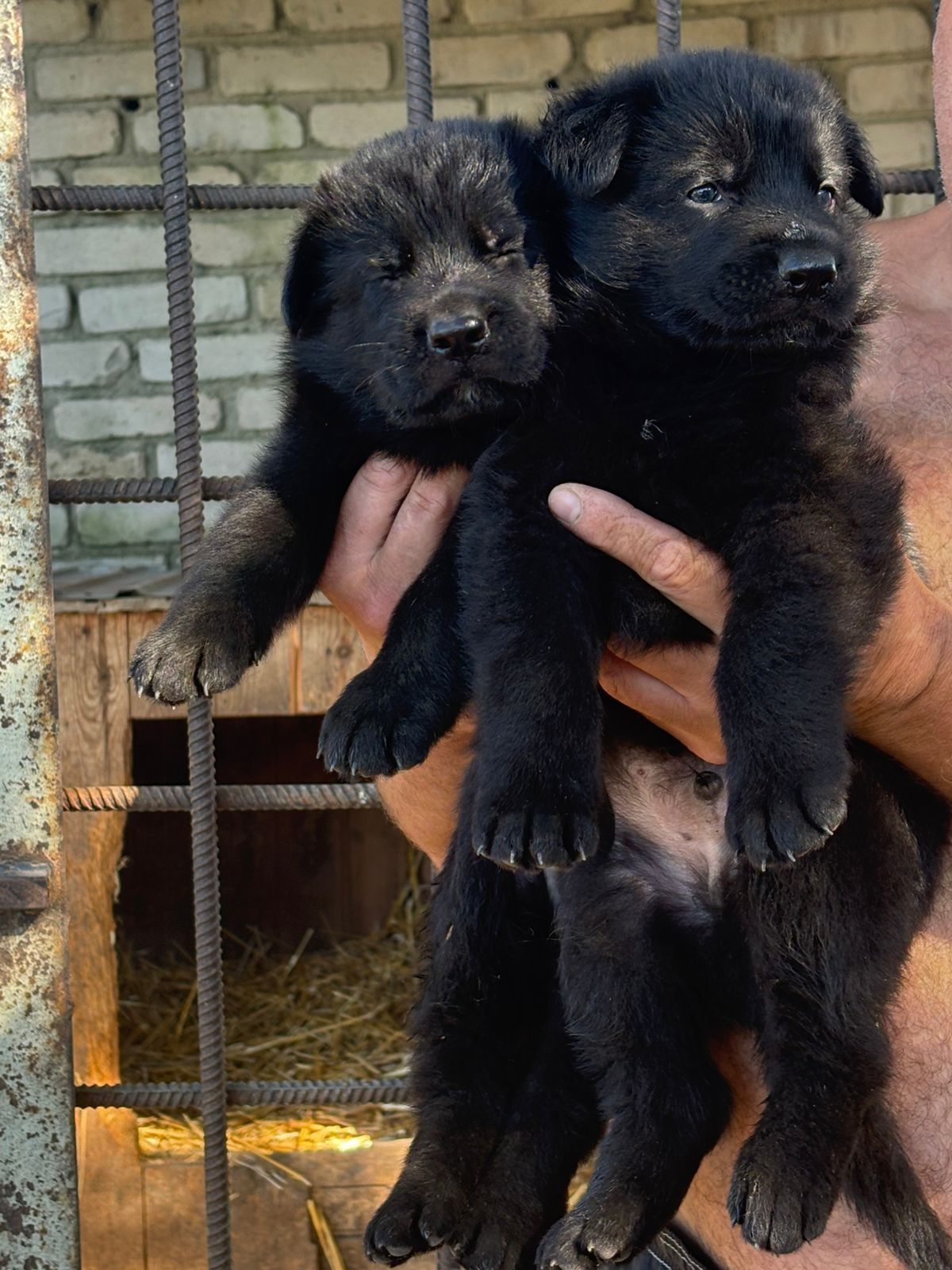 Продам чистокровных щенков немецкой овчарки, редкого чёрного окраса!