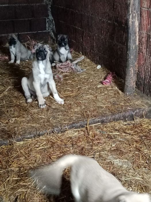 Vițel Limuzin disponibile