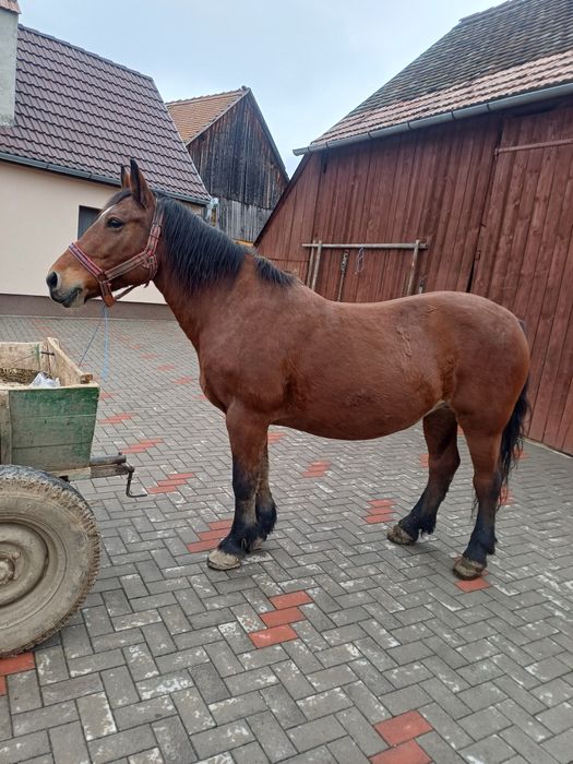 Iapa de vanzate , vârsta de 11 ani  !